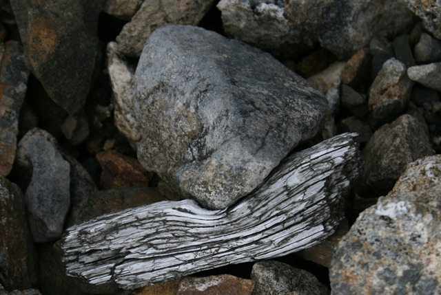 00 - Cover - Wood bent around rock