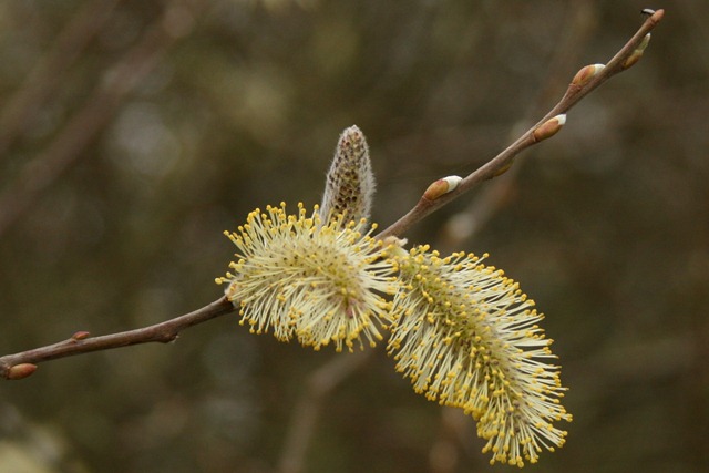 03 - March - Pussy Willow Catkin